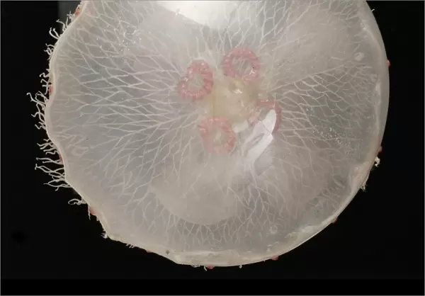 Aurelia aurita, jellyfish model