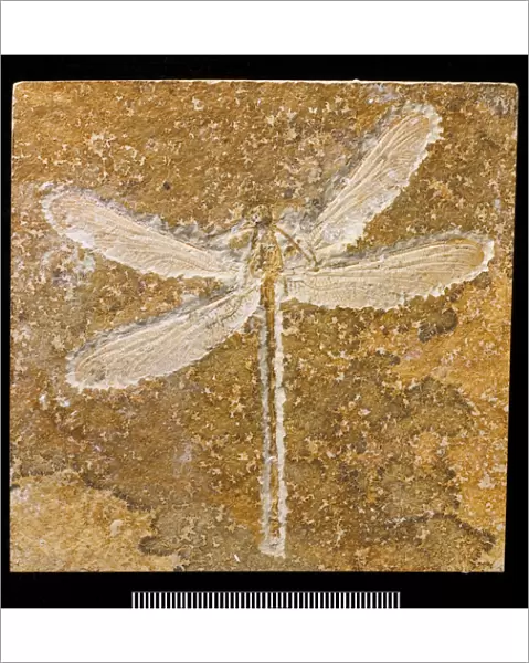Turanophlebia, fossil dragonfly