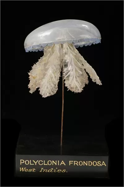 Polyclonia frondosa, jellyfish model