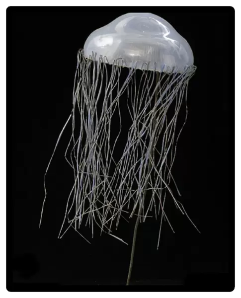 Carmarina hastata, jellyfish model