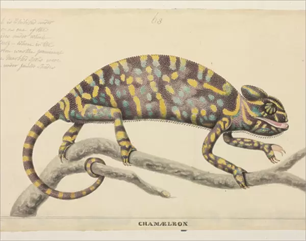Chamaeleo zeylanicus, Indian chameleon