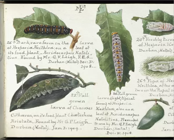 Sketchbooks of Lepidoptera, Margaret Fountaine