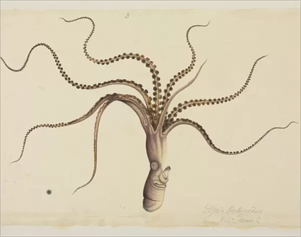 Eledone cirrhosa, Curled Octopus