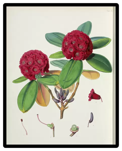 Rhododendron fulgens