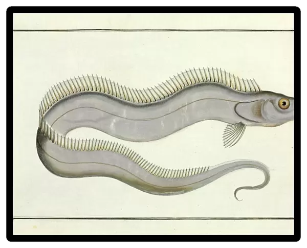 Trichiurus lepturus or the Sword fish