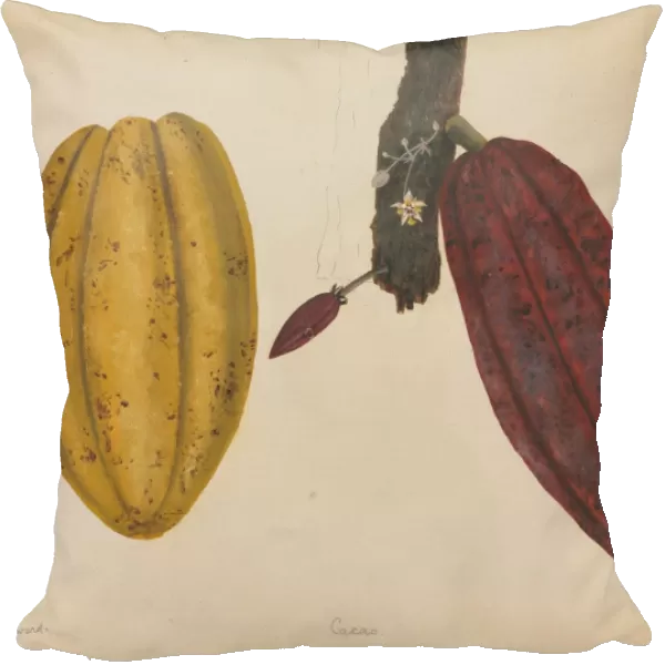 Theobroma cacao, cocoa tree