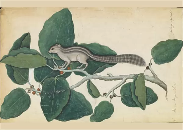 Ficus benghalensis and squirrel