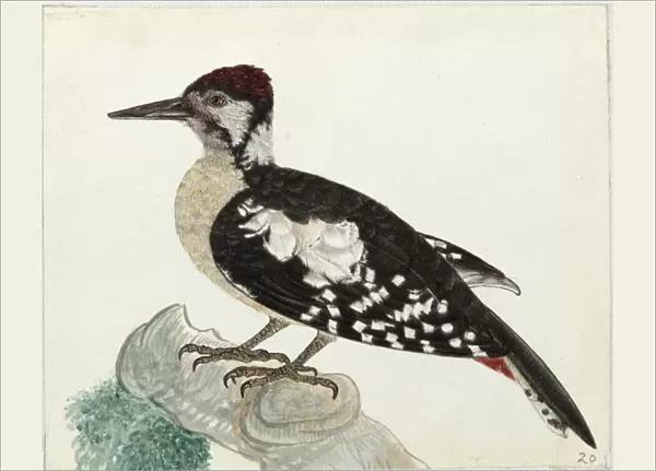 Himalyan Woodpecker, Dendrocopos himalayensis