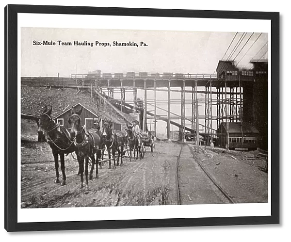 Mules hauling props, Shamokin, Pennsylvania, USA