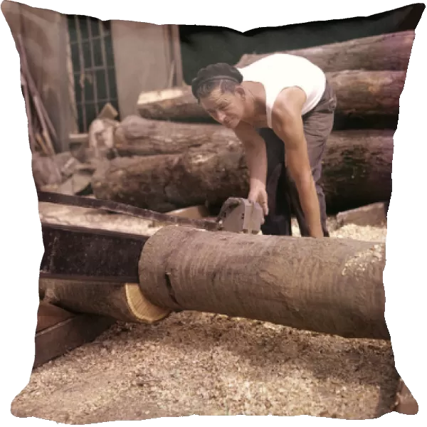Man in timber yard, sawing tree trunk, Devon