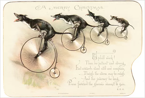 Four dogs on bicycles on a Christmas card