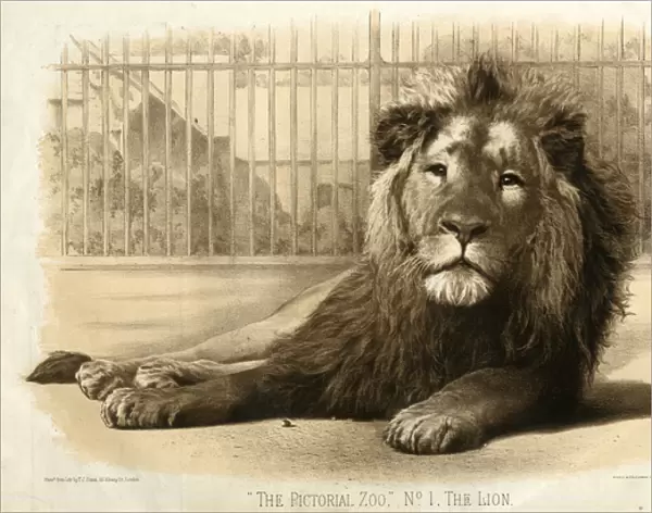 The Pictorial Zoo No. 1 -- The Lion