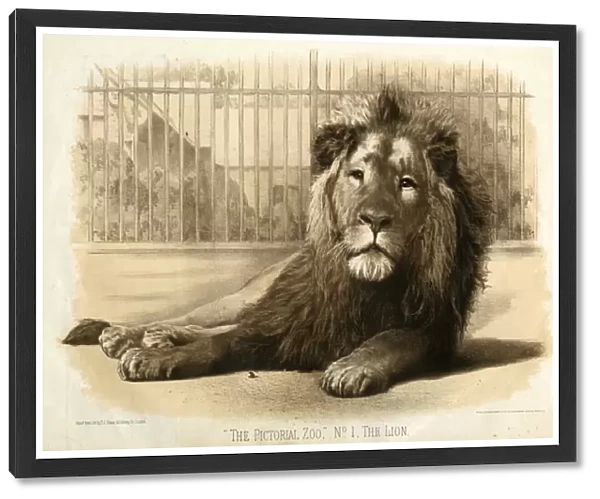 The Pictorial Zoo No. 1 -- The Lion