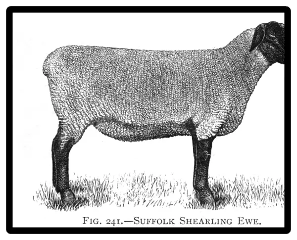 Suffolk Shearling ewe breed of sheep