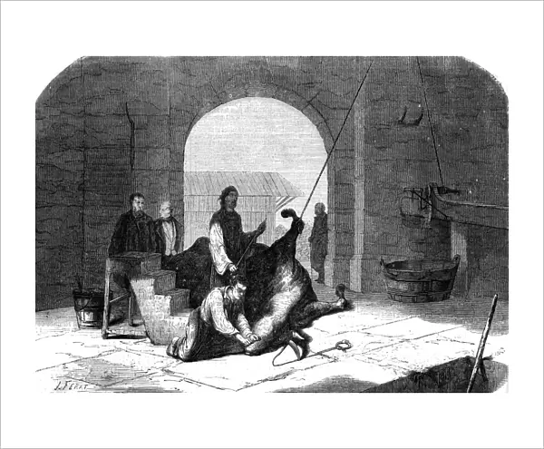 Kosher Slaughter 1858