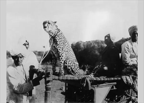 Cheetah Hunt
