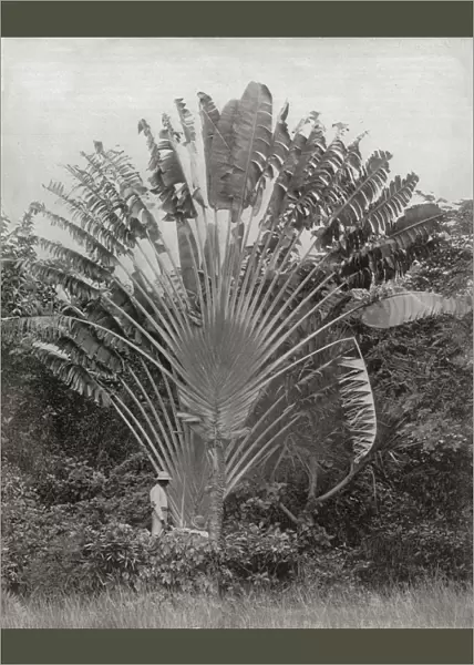 Travellers Palm, Jamaica