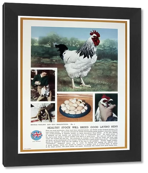 WW2 poster, Healthy stock will breed good laying hens