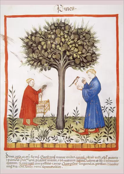 Tacuinum Sanitatis. Late 14th century. Farmers harvesting pi
