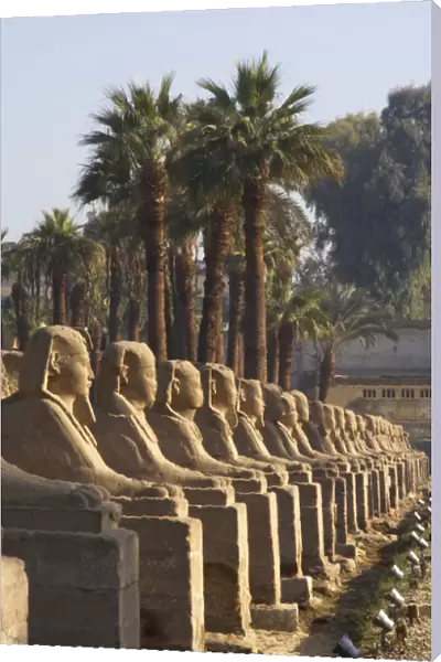 EGYPT. TEMPLE OF LUXOR. Sphinxes Avenue. New Kingdom. Ancie