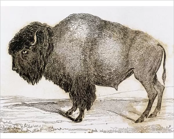 Bison. Engraving, 1841