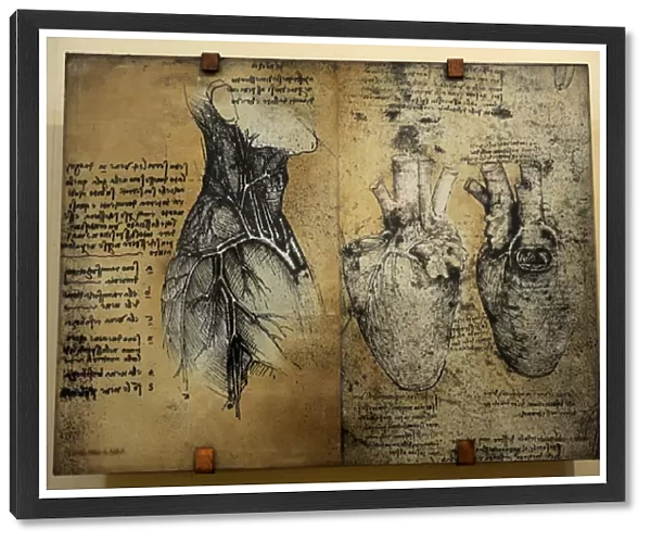 Cardiovascular system Leonardo da vincis drawing