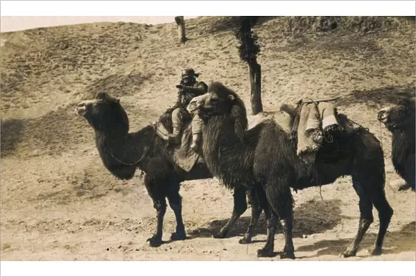 China - Gobi Desert - Bactrian Camel train