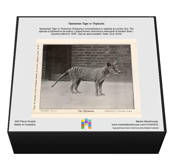 Tasmanian Tiger or Thylacine