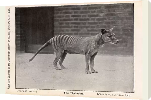 Tasmanian Tiger or Thylacine