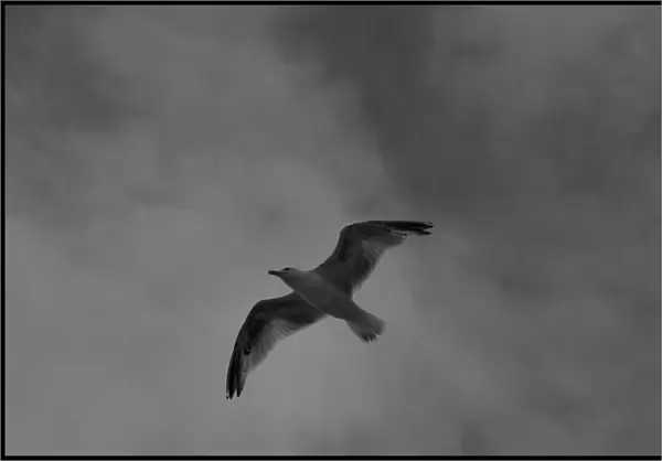 Seagull in flight black and white