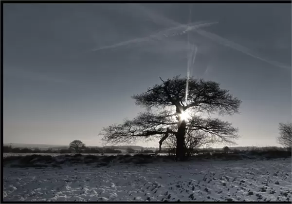 Tree in winter field sunrise