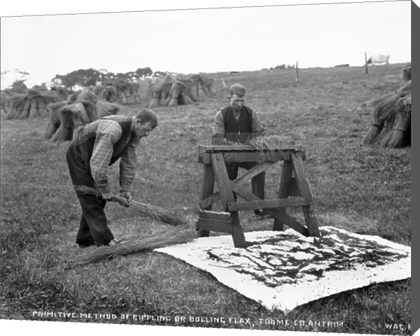 Primitive Method of Rippling Or Bolling Flax, Toome, Co. Ant