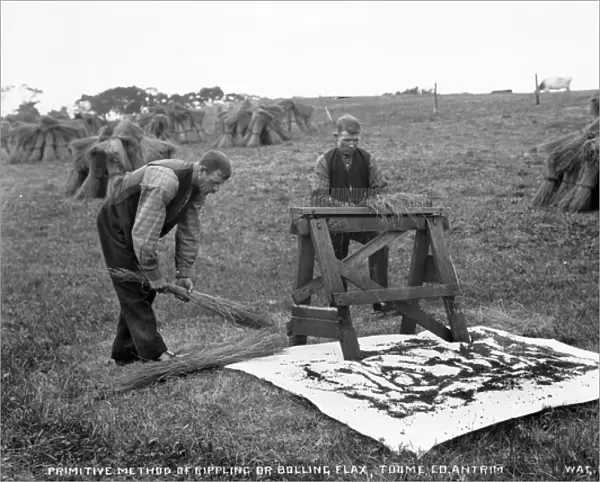 Primitive Method of Rippling Or Bolling Flax, Toome, Co. Ant