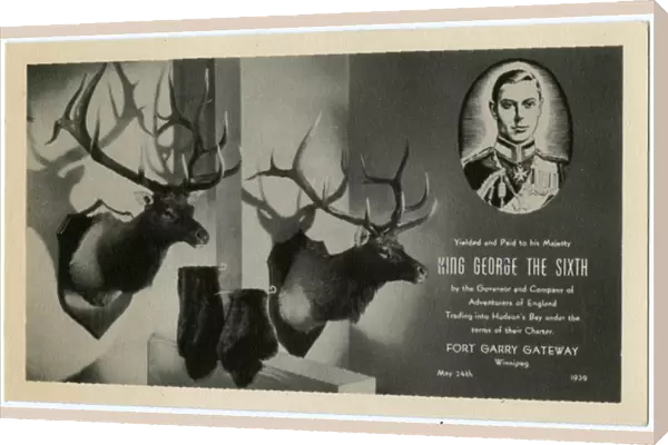 Two Mounted Stag heads and Beaver pelts given to King George
