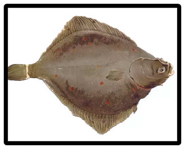 Greetings card in the shape of flat brown fish