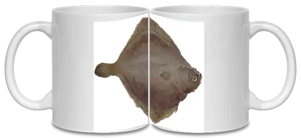 Christmas card in the shape of flat brown fish
