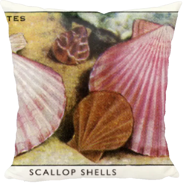 Wills cigarette card - Scallop shells