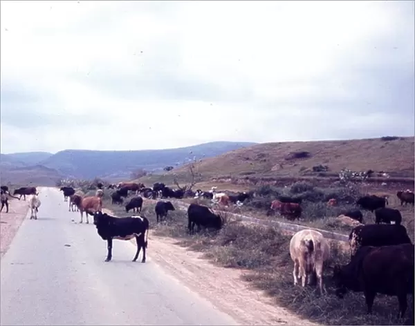 Cows standing on the road in Salalah Oman