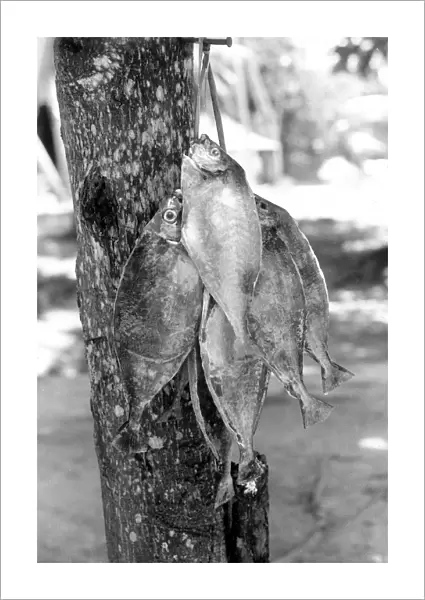 Caught fish hanging on a tree, La Digue, Seychelles