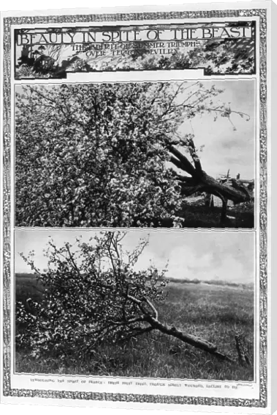 Beauty in spite of the beast: blossoming fruit trees, 1917