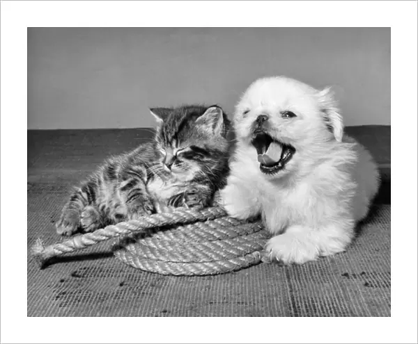 Tabby kitten, small white dog and coil of rope