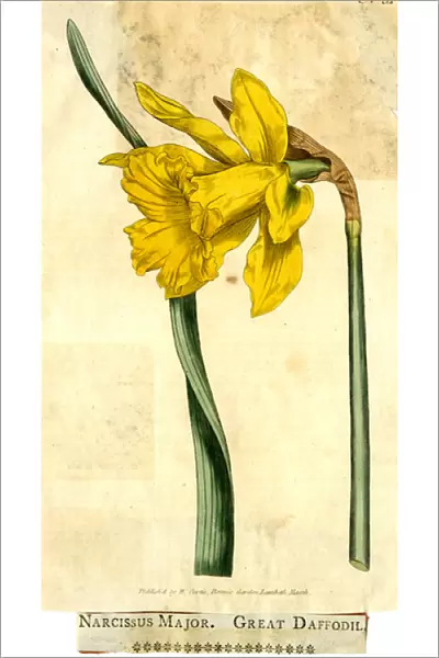 Narcissus Major, Great Daffodil