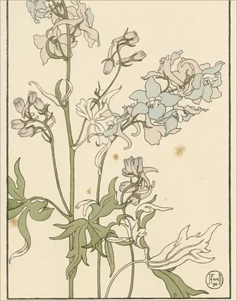 Larkspur. Decorative flower study by Jeannie Foord, of a Larkspur.. 1898