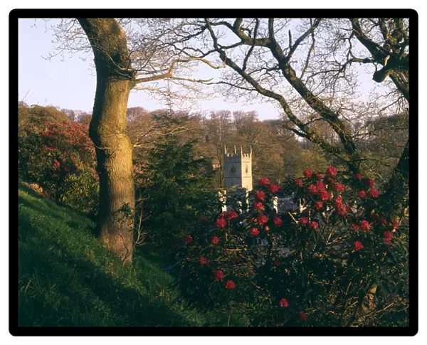 Rhododendrons and Lanhydrock Church, Cornwall