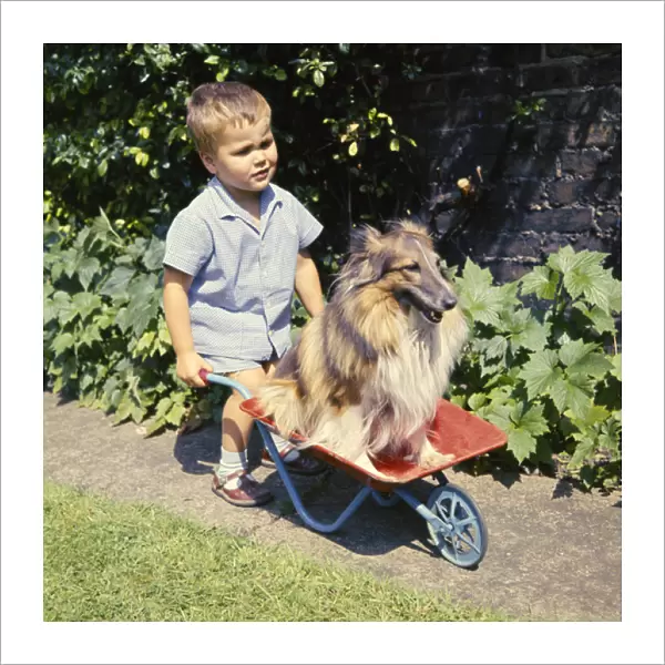 Little boy with Collie dog in wheelbarrow