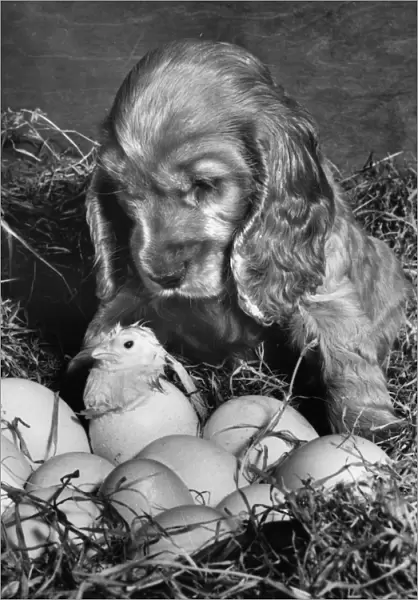 Susi - with newly hatched chick