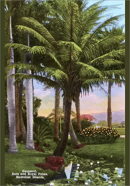 Hawaiian Islands, USA - Coconut, Date and Royal Palm Trees