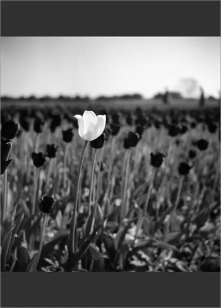 A white tulip amongst black tulips