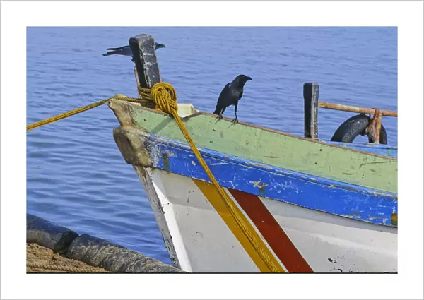 Crow on boat, Sri Lanka