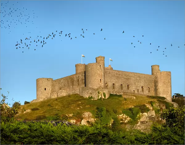 Colonies of rooks fly above Harlech Castle, north Wales